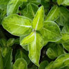 Pittosporum 'Margaret Turnbull'